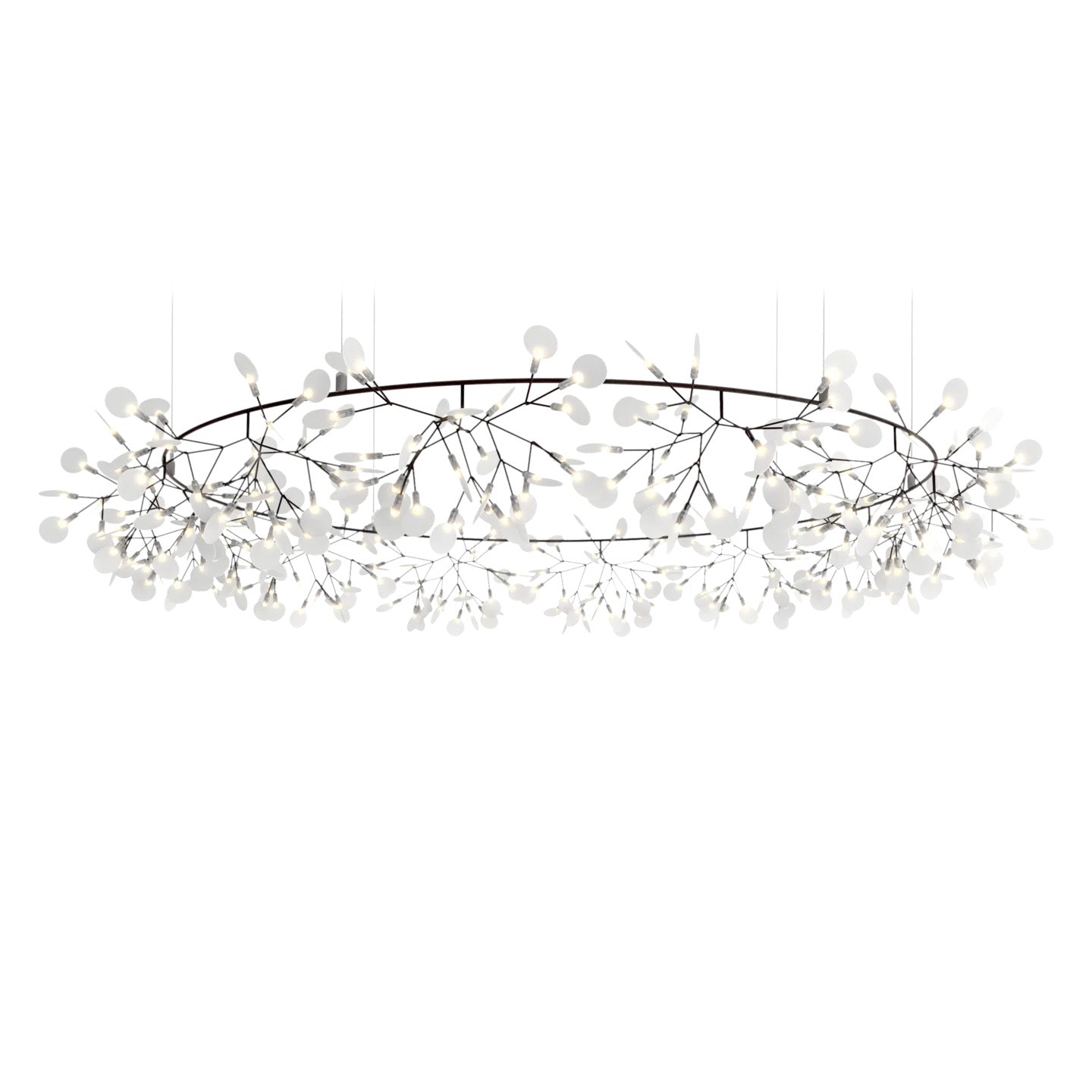 Heracleum III The Big O